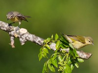 A2Z7398c  Tennessee Warbler (Oreothlypis peregrina) - male & female in spring